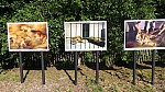 2018-06-03-point-dorgue-pipriac-la-gacilie-RF (103).jpg 2018-06-03-point-dorgue-pipriac-la-gacilie-RF (103).jpg