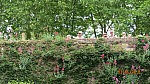 2018-06-03-pointdorgue-pipriac-rochefort-HH- (195).jpg 2018-06-03-pointdorgue-pipriac-rochefort-HH- (195).jpg