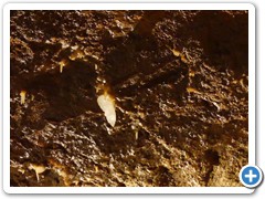 2024-06-08-grotte-tourtoirac- (75)