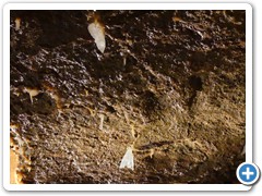 2024-06-08-grotte-tourtoirac- (76)
