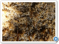 2024-06-08-grotte-tourtoirac- (77)